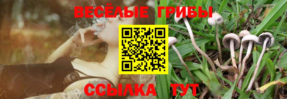 Псилоцибиновые грибы Cubensis Волхов
